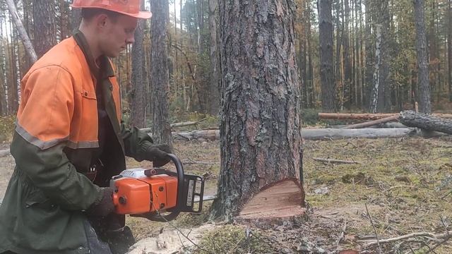 Валка леса /// Как правильно валить лес в направления вала /// смотреть онлайн