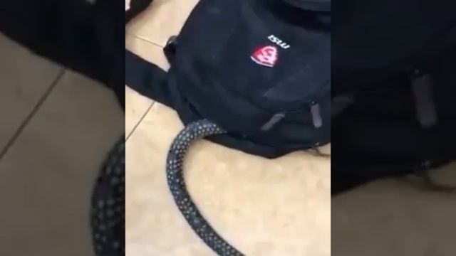 Змея ужааассс напала на меня смотреть онлайн