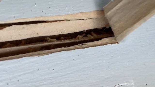 Termites in North Carolina смотреть онлайн