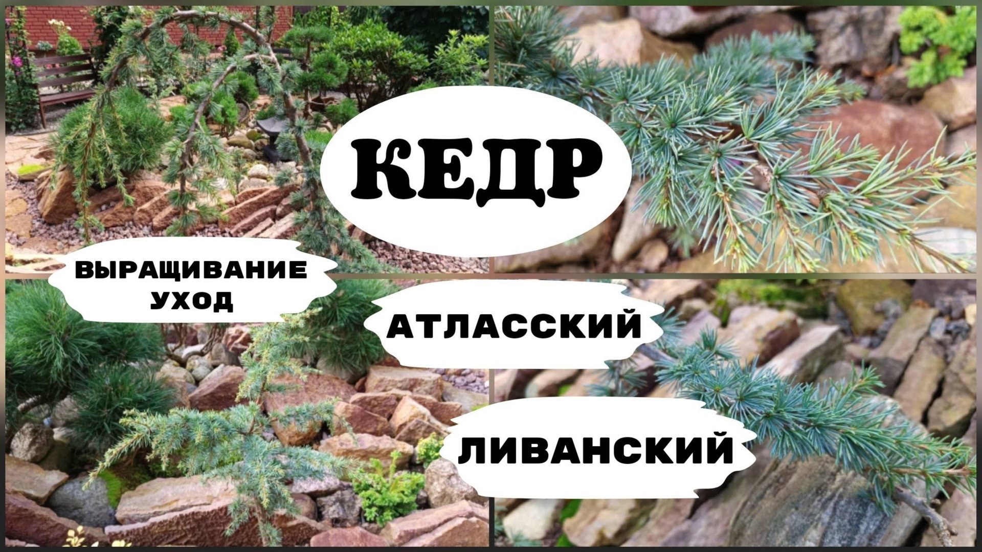 Кедр. Атласский, ливанский. Выращивание, уход. смотреть онлайн