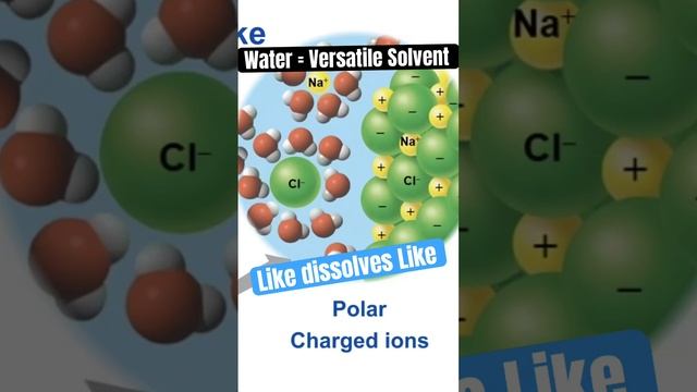 Dive into the Science: Water's Incredible Ability to Dissolve Anything 🧪 смотреть онлайн