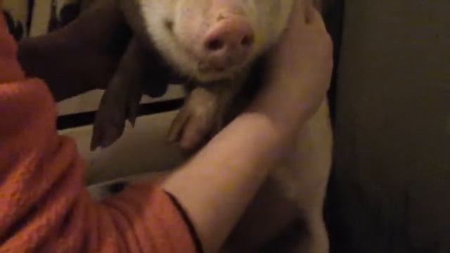 Орание свиней(1)