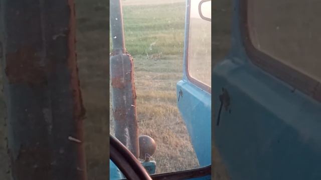 лиса в поле.  сенокос