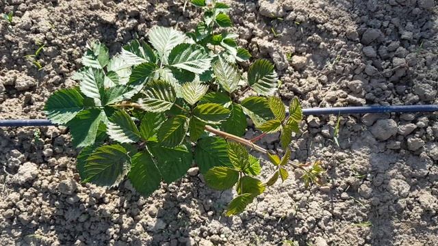 Prezentarea murilor Thornfree și a legumelor.🍇 🍇🍅🥒🌶🍆 смотреть онлайн
