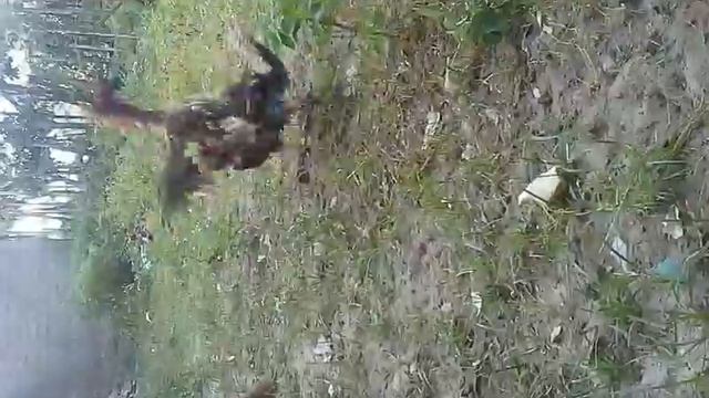 Treino do galo jà vai смотреть онлайн