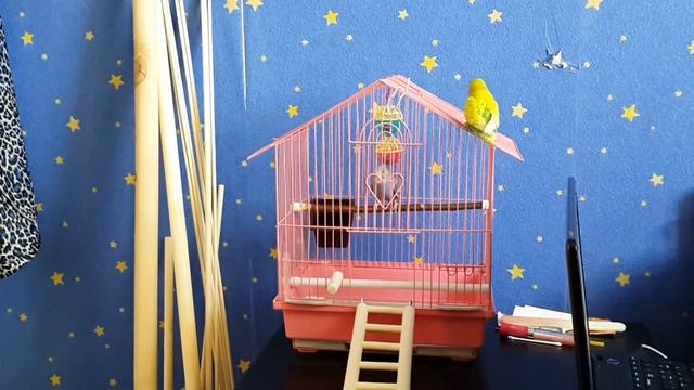 Знакомство Рубика и Ники 1 смотреть онлайн