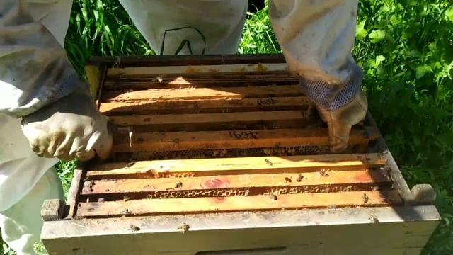 Сила пчелосимей 05.05.2023. Неплохой старт перед акацией. смотреть онлайн