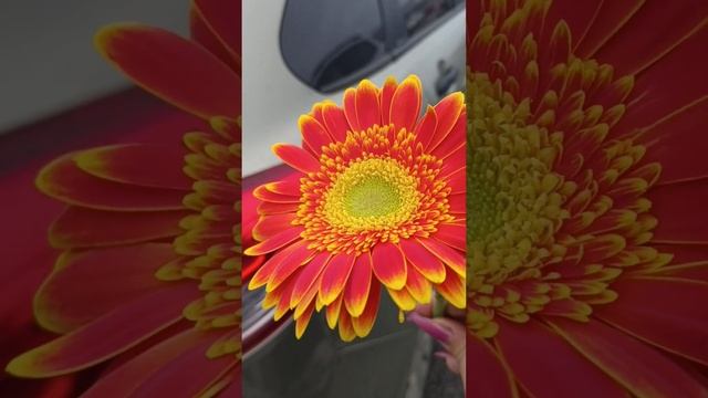 Flower смотреть онлайн