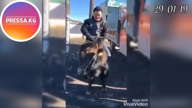 Мына САГА АТЫ МЕНЕН СУПЕРМАРКЕТКЕ КИРИП КЕТТИ /Топоз минген Кыргыз жигити ВИДЕО смотреть онлайн