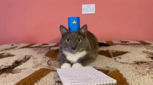 Лето в школе котиков