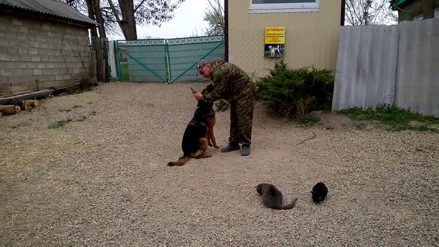 НКД НЕО 8мес Кери отработка команды ко мне