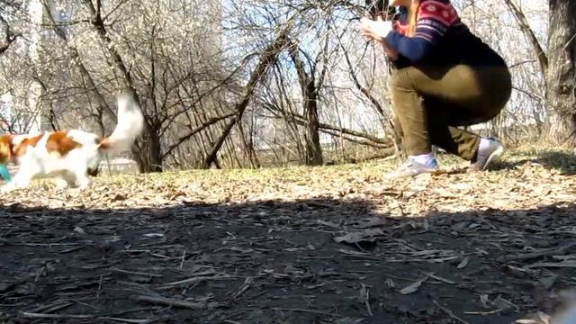 ~Cavalier King Charles Spaniel Jozefina~Frisbee~