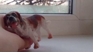 Моя коллекция фигурок собак от разных фирм (3 часть конец)