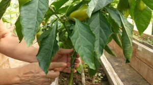 СЛАДКИЙ ПЕРЕЦ РЫЖИЙ ЛИС   #огород #дача #гавриш #урожай #перцы #обзор