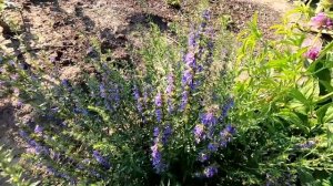 Как я вырастил иссоп голубой из семян