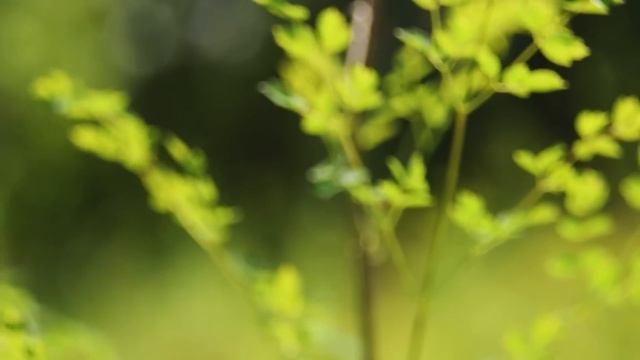 Ребенок тонул в ледяной воде, ему оставалось недолго. Как вдруг его подхватил алабай смотреть онлайн