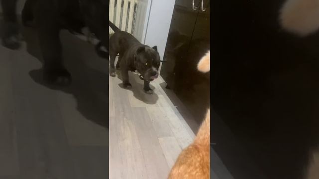 Американского булли Марвела снова обокрали коты😅, негодует что корм исчез пока во двор сбегал)). смотреть онлайн