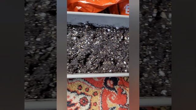 Редис на подоконнике. смотреть онлайн