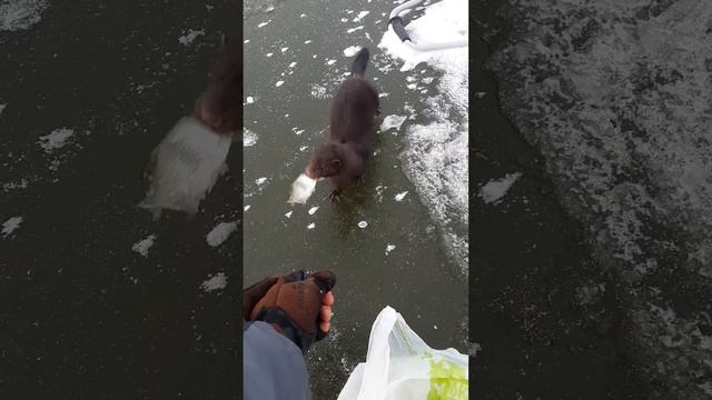 Ласка рыбак смотреть онлайн