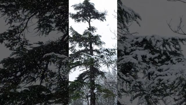 Зима в Алупке. Март 2022. смотреть онлайн