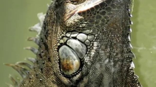 Vertebrates смотреть онлайн