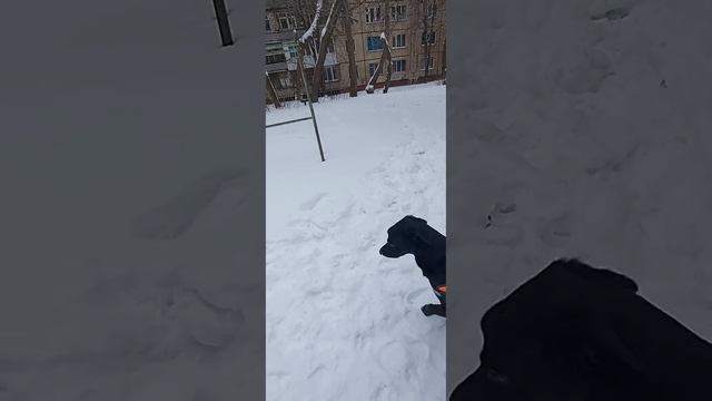 собака не реагирует на команды, хозяйка ей не интересна   #dogvideo #собаки #воспитаниесобак