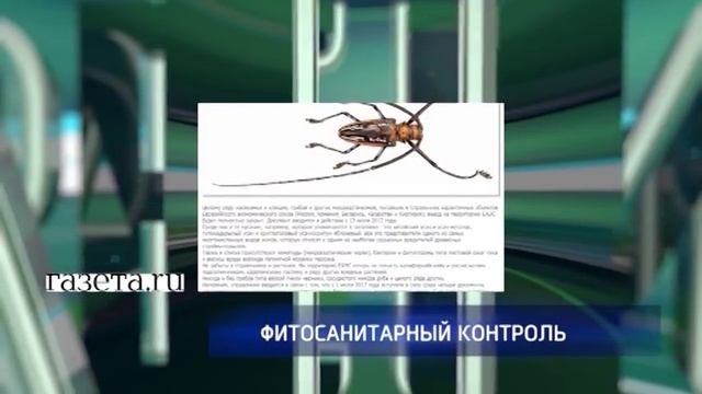 Десяткам видам насекомых и клещей «запретят въезд» в Россию смотреть онлайн