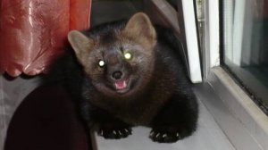 Новости из Черного дельфина