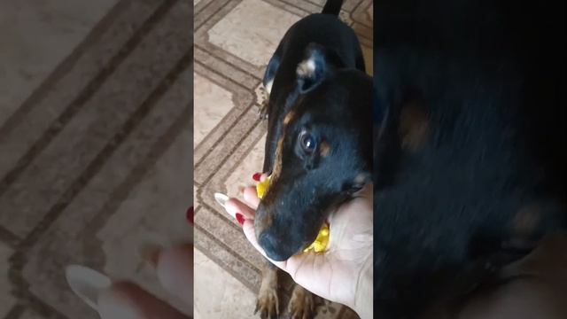 Любимый нос ... Ну и клыки смотреть онлайн