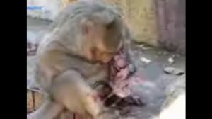 Обезьяна-мать после рождения малыша