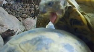 Трах черепах