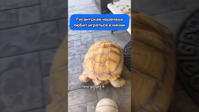 Угадайте страну по видео! 😄 #авиасейлс #aviasales #путешествия #юмор #дешевыебилеты #черепаха смотреть онлайн