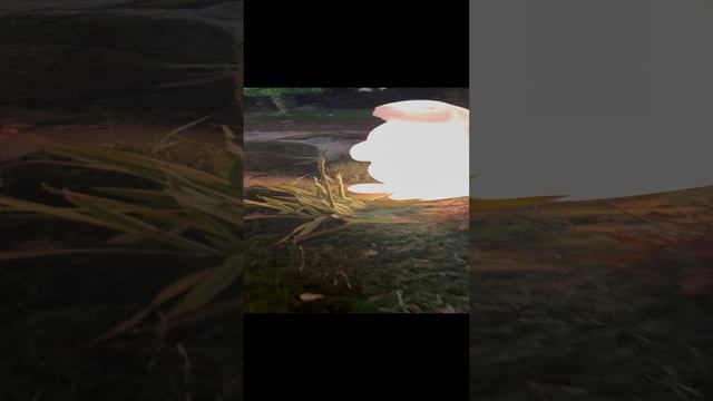 ЗАЙЦЫ-ПОПРЫГАЙЦЫ смотреть онлайн