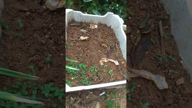 Aproveitando Caixa De Isopor