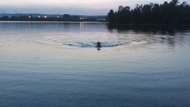 Все мы из воды...