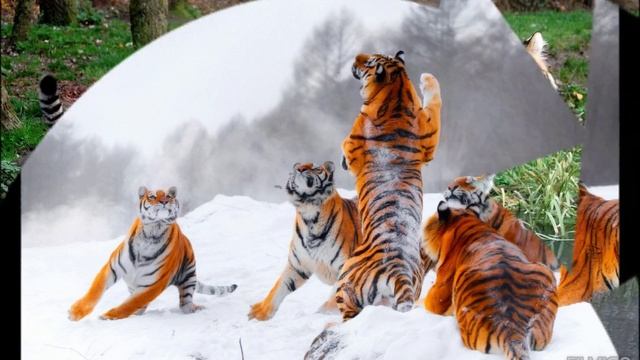 тигры смотреть онлайн