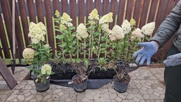 Узнайте это, прежде чем осенью покупать и высаживать гортензии