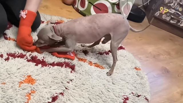 Злобный той терьер смотреть онлайн