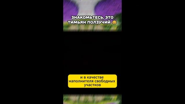 Знакомьтесь, это тимьян ползучий 😊 смотреть онлайн