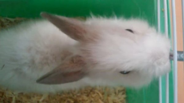 Танцующий кролик