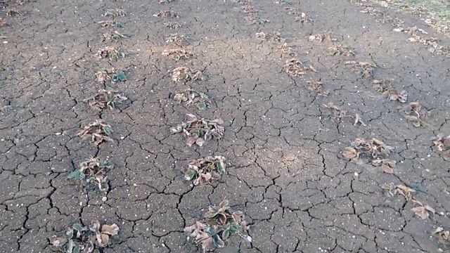 Клубника в апреле на грядке, 04.04.18 смотреть онлайн