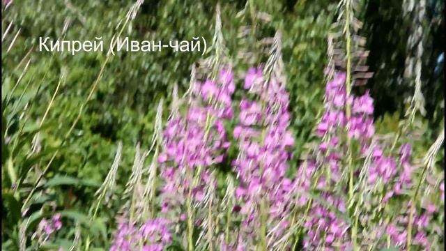 хроники заокского медосбора смотреть онлайн