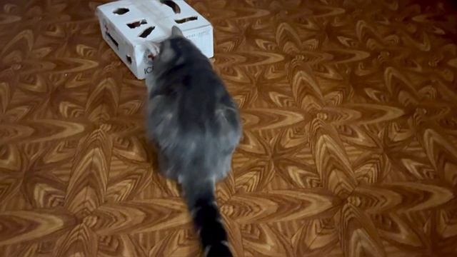 Бедные соседи снизу! Наш вечерний тыгыдык. #кот #кошка #нашикоты #смешныекоты  #catlover #catvideos