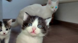 Мама-кошка впервые вывела своих котят на прогулку. Коллекция 2. 2024