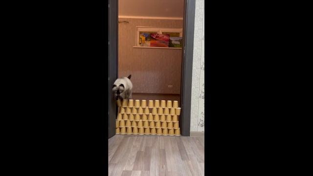 Cats pass 1-8 levels (Коты проходят с 1 по 8 уровень) смотреть онлайн