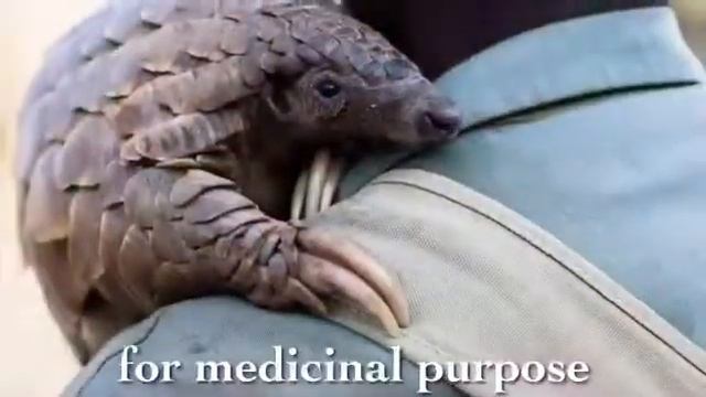 The Rise Of The Pangolin смотреть онлайн