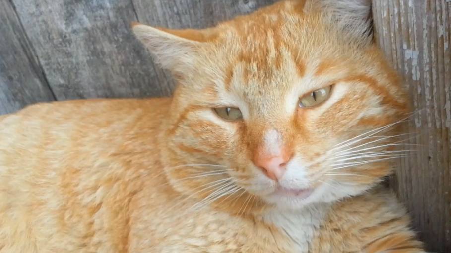 Соседский Рыжик смотреть онлайн