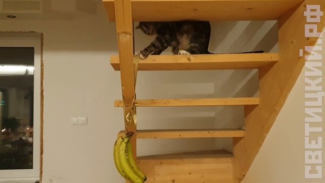 Мартышка по имени #Мефодий смотреть онлайн