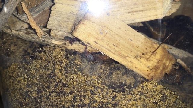 Pseudoscorpions! смотреть онлайн