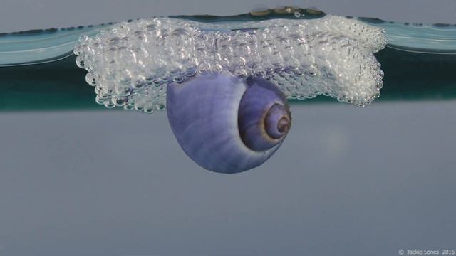 Science of Slime  Meet Dr. Jann Vendetti  Slugs  Snails